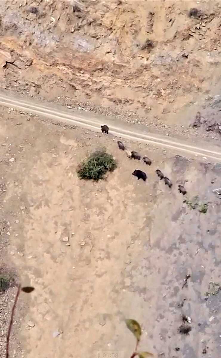 Yüksekova’da domuz sürüsü görüntülendi