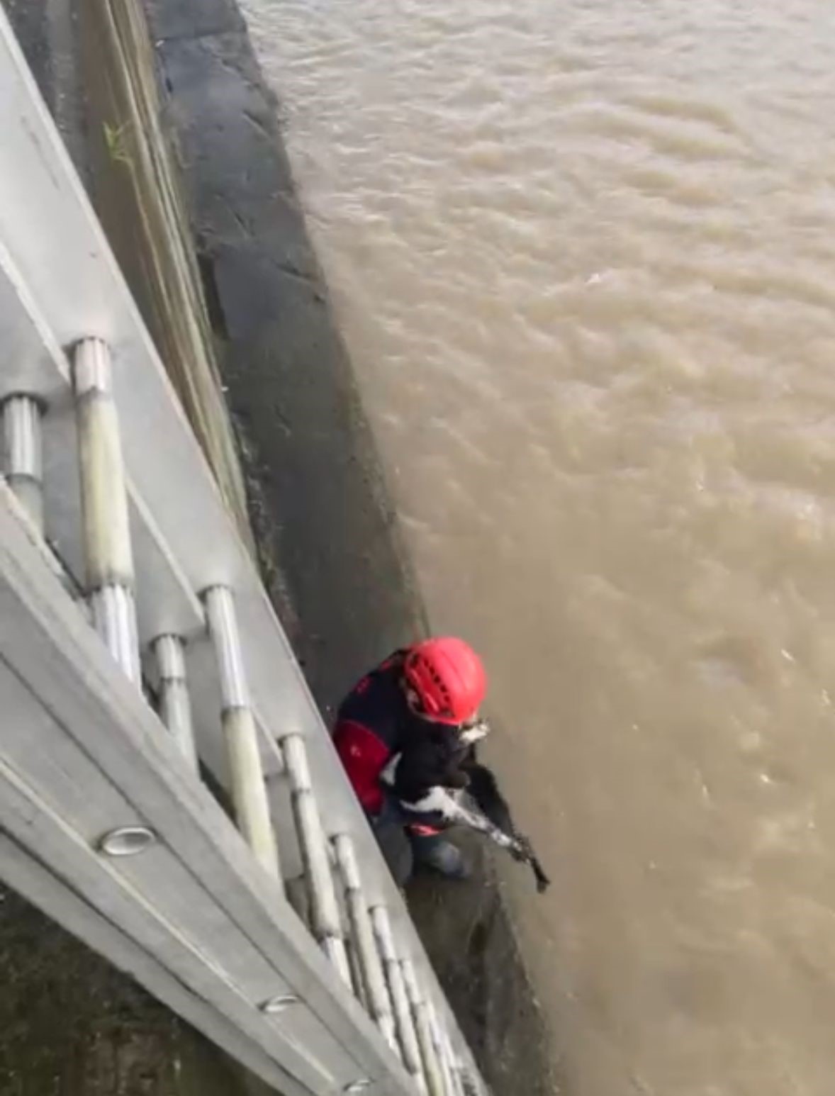 Derede mahsur kalan köpeği itfaiye ekibi kurtardı