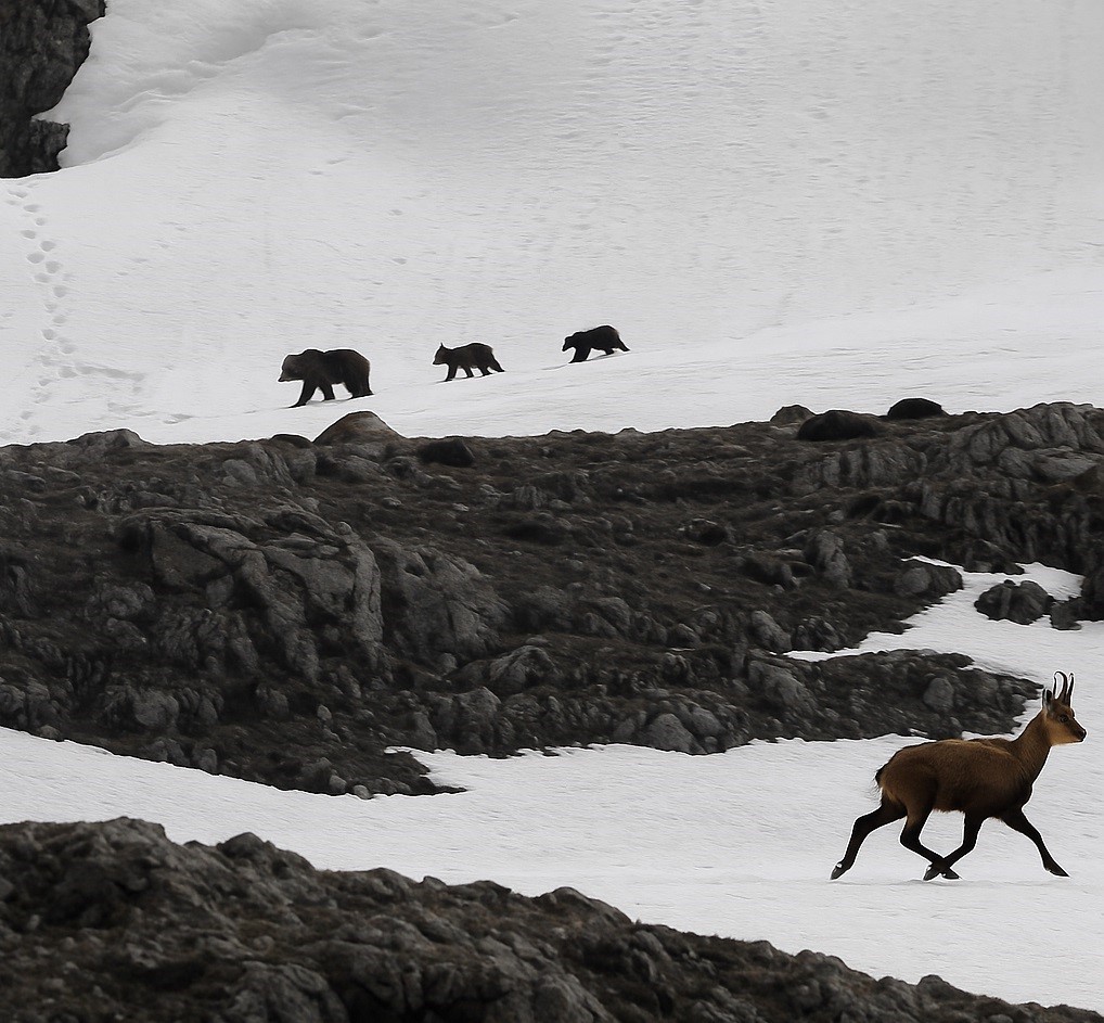 Munzur Dağı’nda nefes kesen anlar: Boz ayıdan kaçan dağ keçileri kamerada