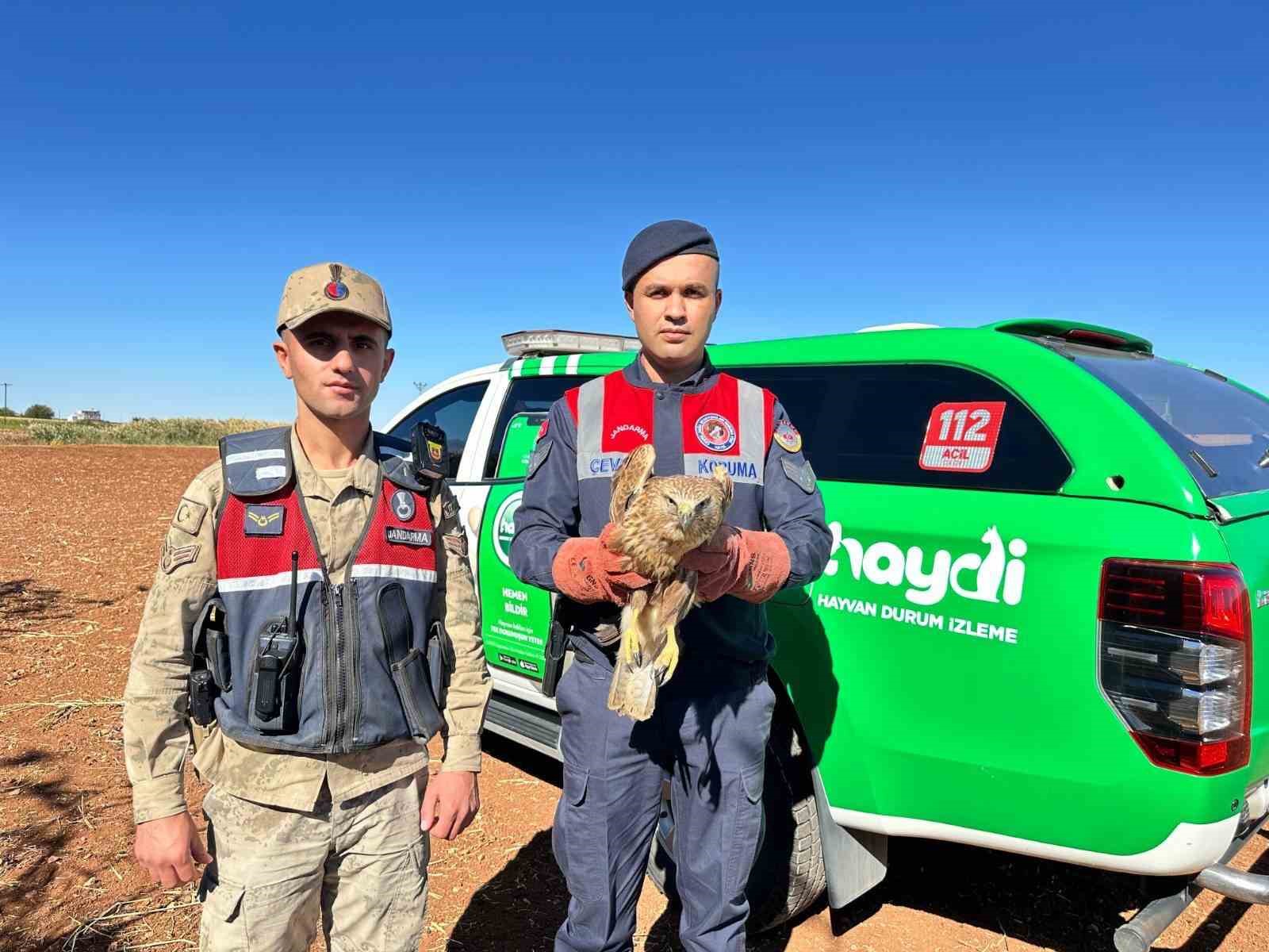 Yaralı Kızıl Şahin koruma altına alındı