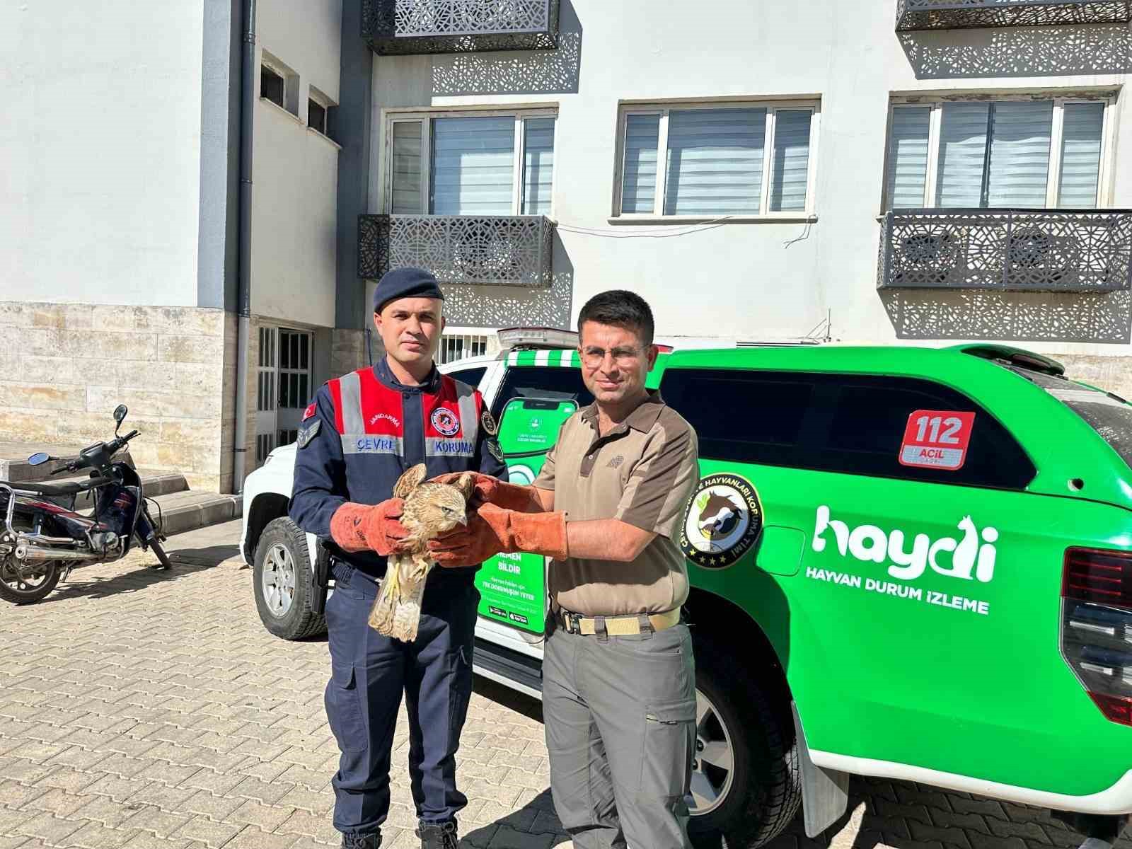 Yaralı Kızıl Şahin koruma altına alındı
