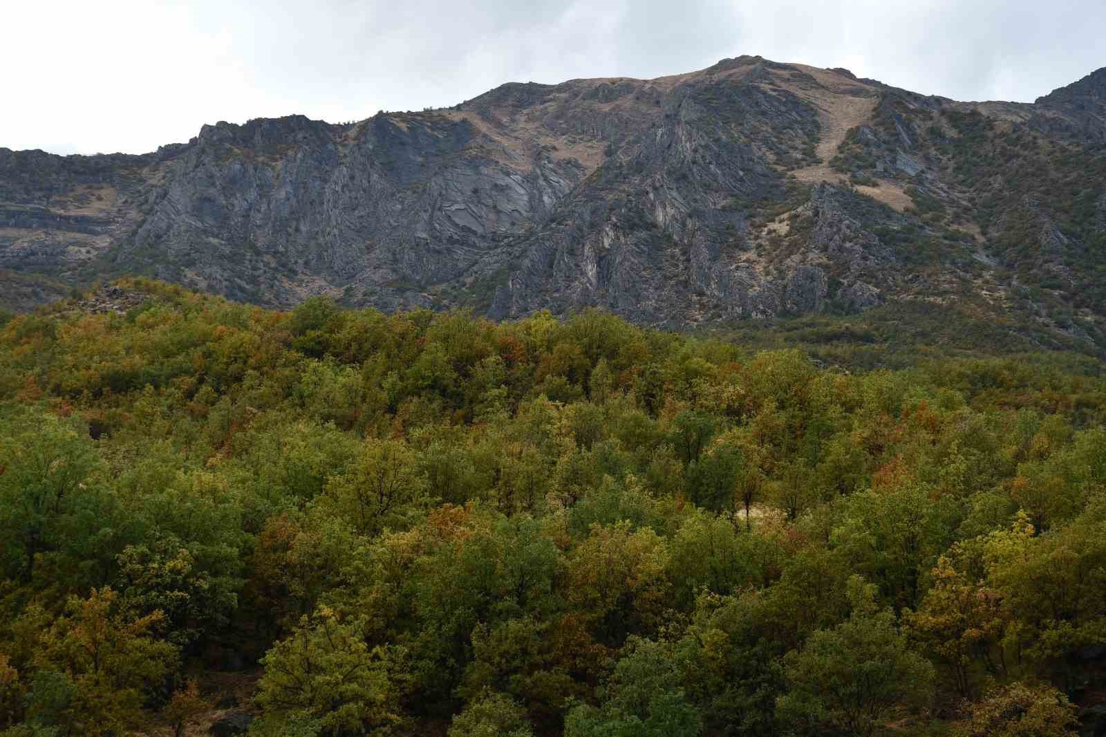 Sonbaharda meşe ormanları kartpostallık g&ouml;r&uuml;nt&uuml;ler oluşturdu

