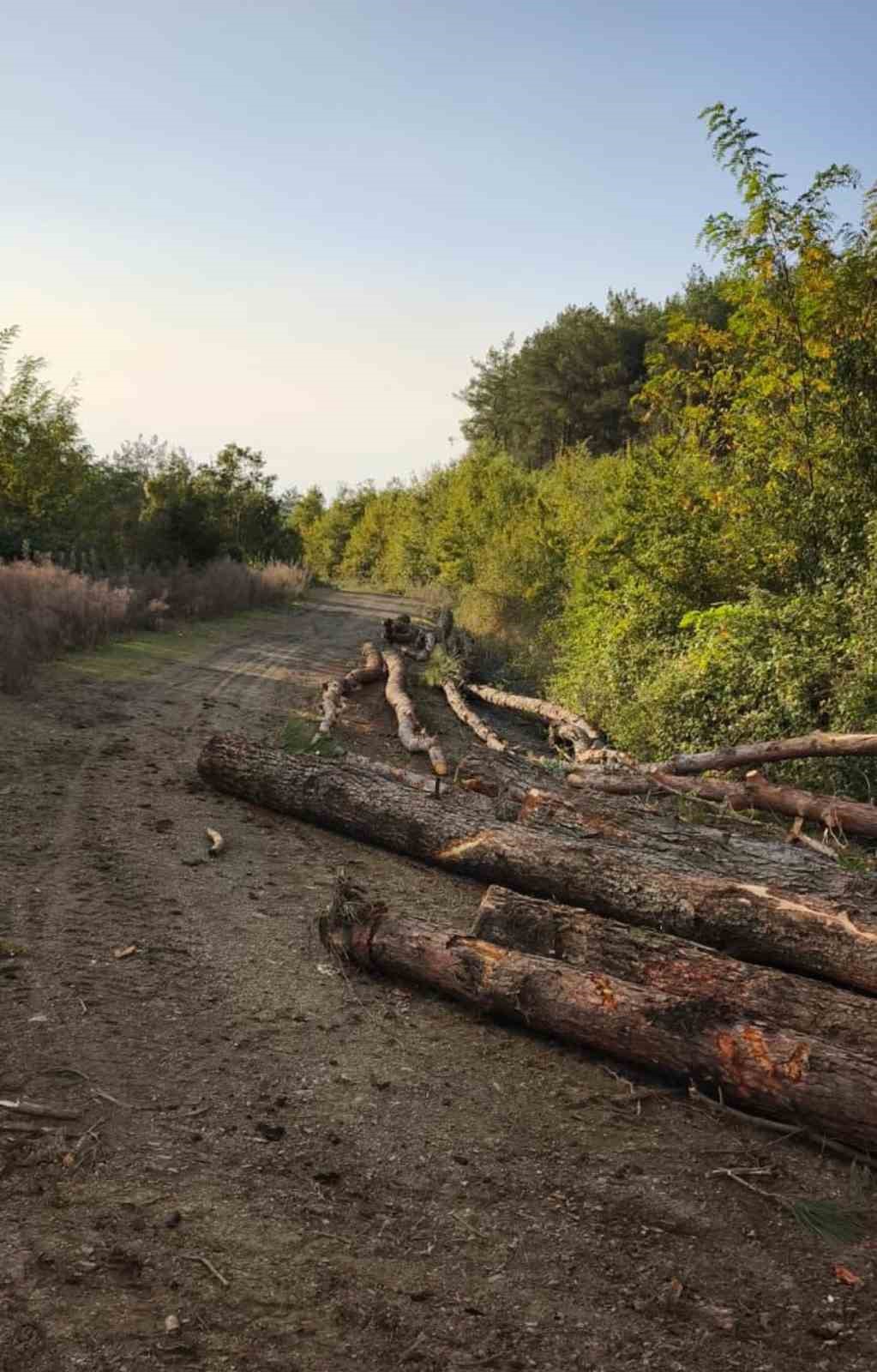 Payas kırsalı ormanlık alanda 20 adet kızıl&ccedil;am ağacı kesilmiş halde bulundu
