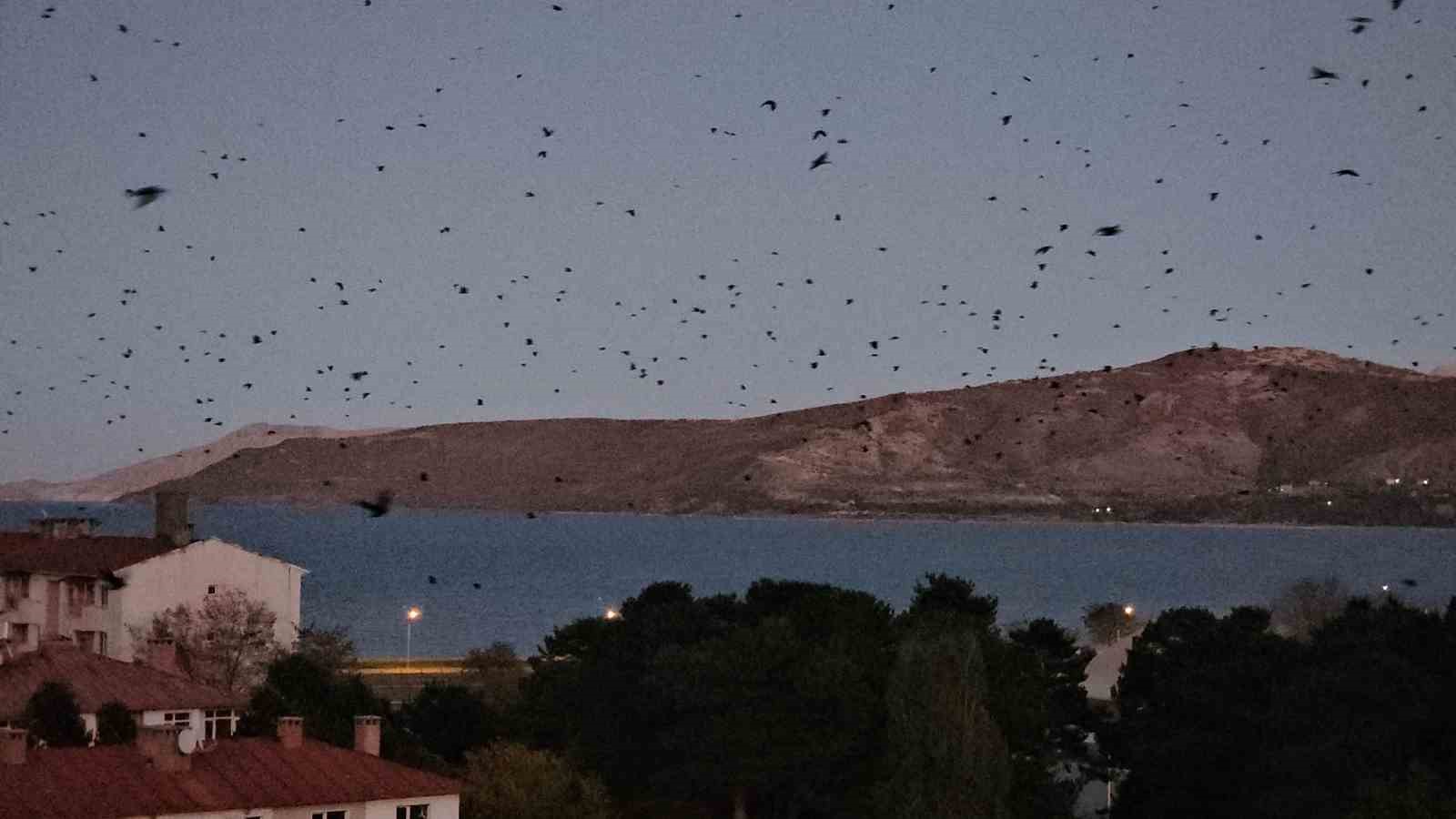 Tatvan’da gökyüzü kargalarla karardı