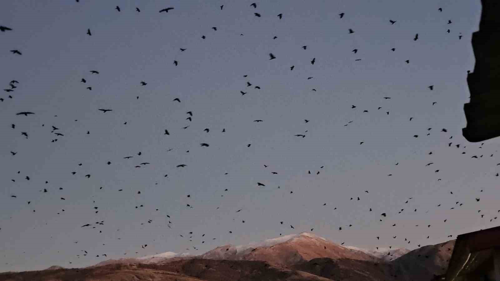 Tatvan’da gökyüzü kargalarla karardı