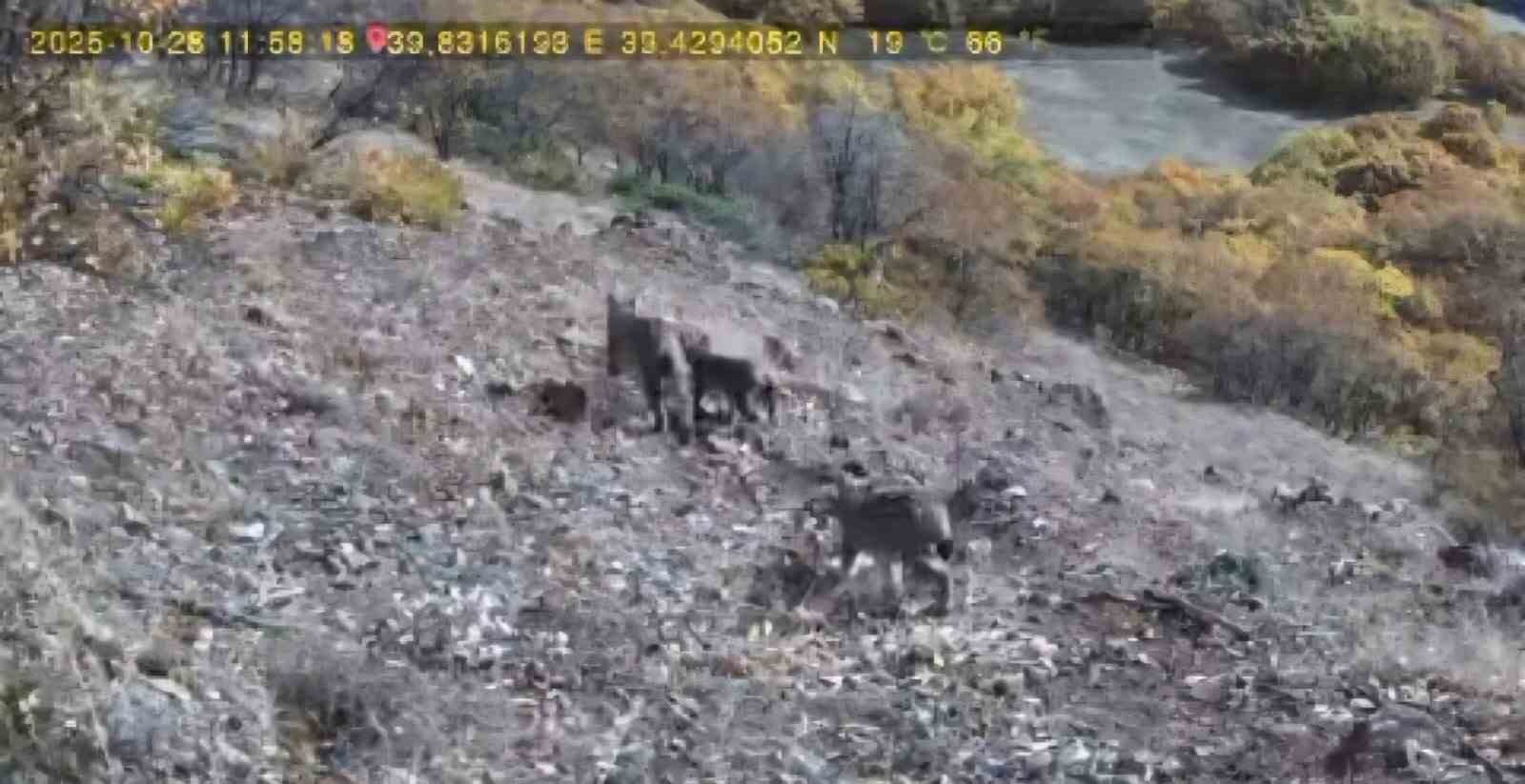 Avlanan vaşak ve yavruları fotokapana takıldı