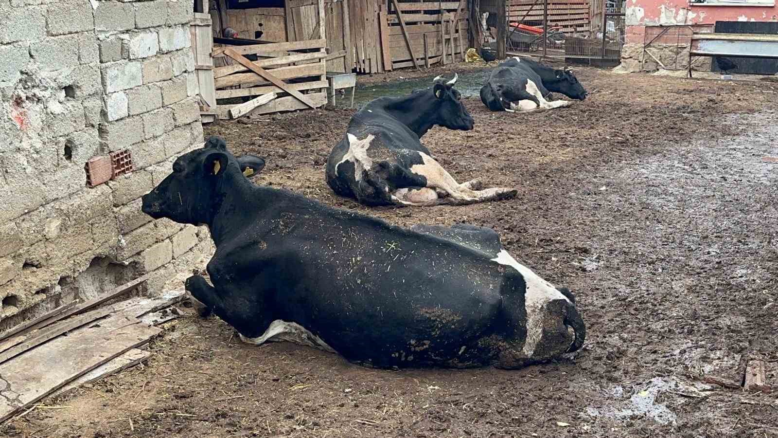 Şap vurdu: 35 litre süt veren sığırdan bir çay bardağı süt almaya başladı