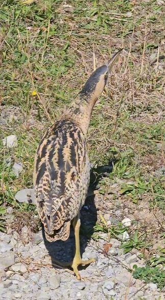 Nesli tükenmekte olan Güney Amerika balabanı Artvin’de görüldü