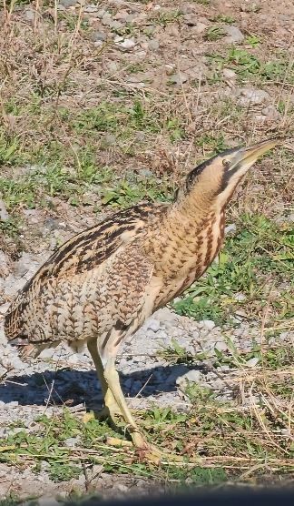 Nesli tükenmekte olan Güney Amerika balabanı Artvin’de görüldü
