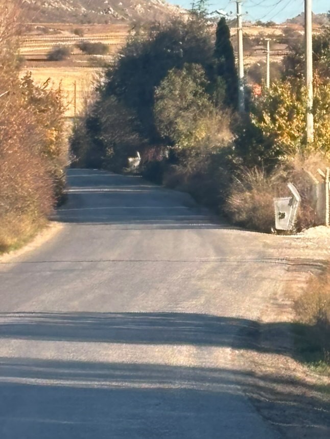 Tekören yolunda uzayan ağaç dalları sürücülere zorluk yaşatıyor