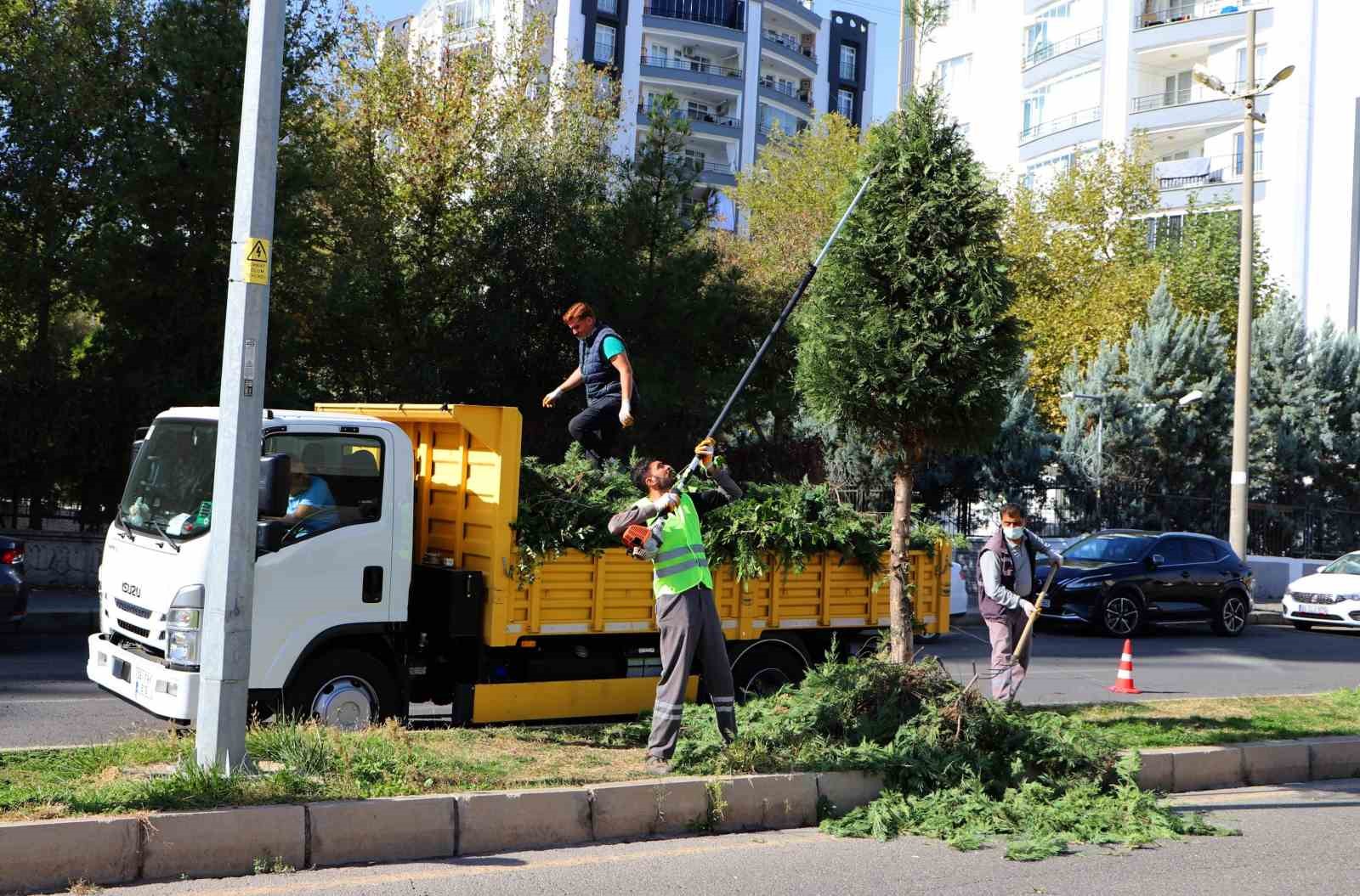 Kent genelinde ağaç budama çalışmaları başladı