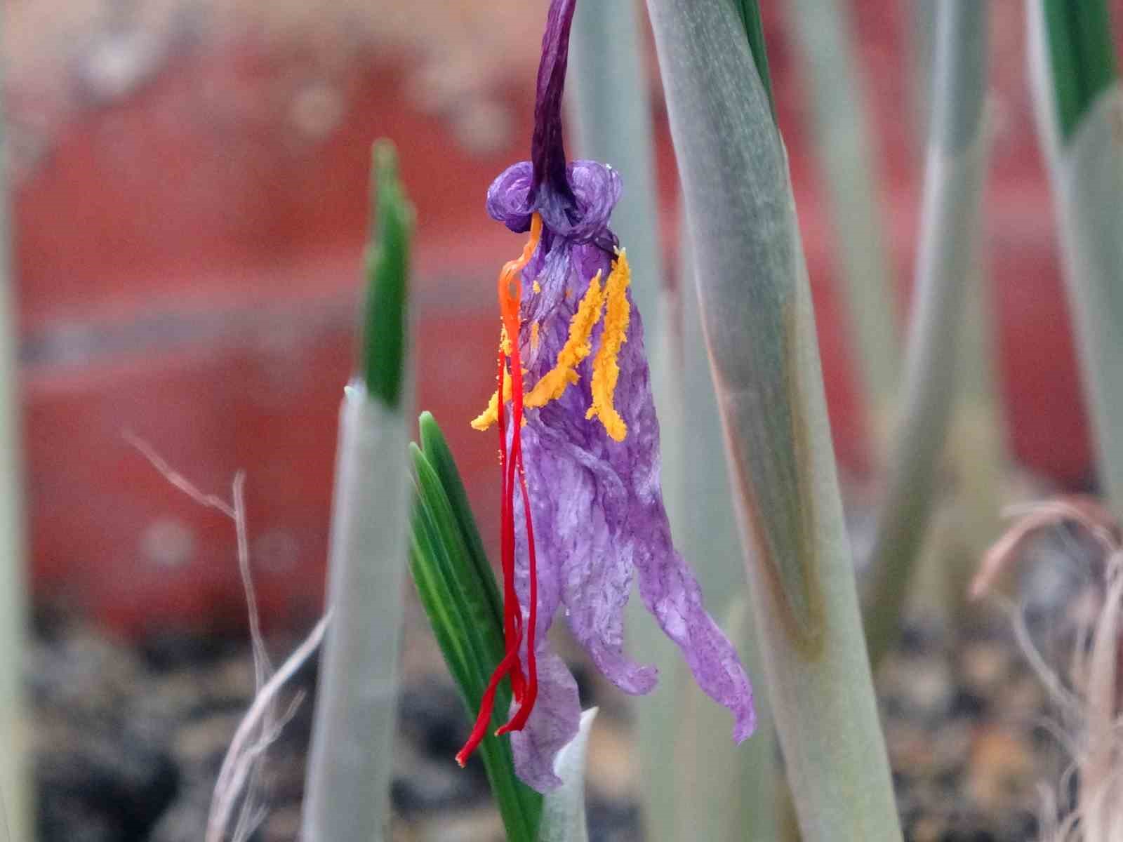 VANF Herbaryumu’nda safran koruma altında