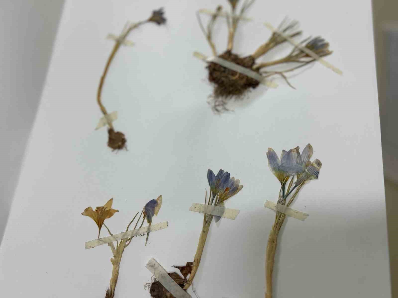 VANF Herbaryumu&rsquo;nda safran koruma altında
