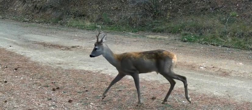 Ormanda yiyecek arayan karacalar fotokapanda
