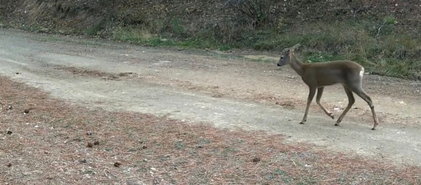 Ormanda yiyecek arayan karacalar fotokapanda