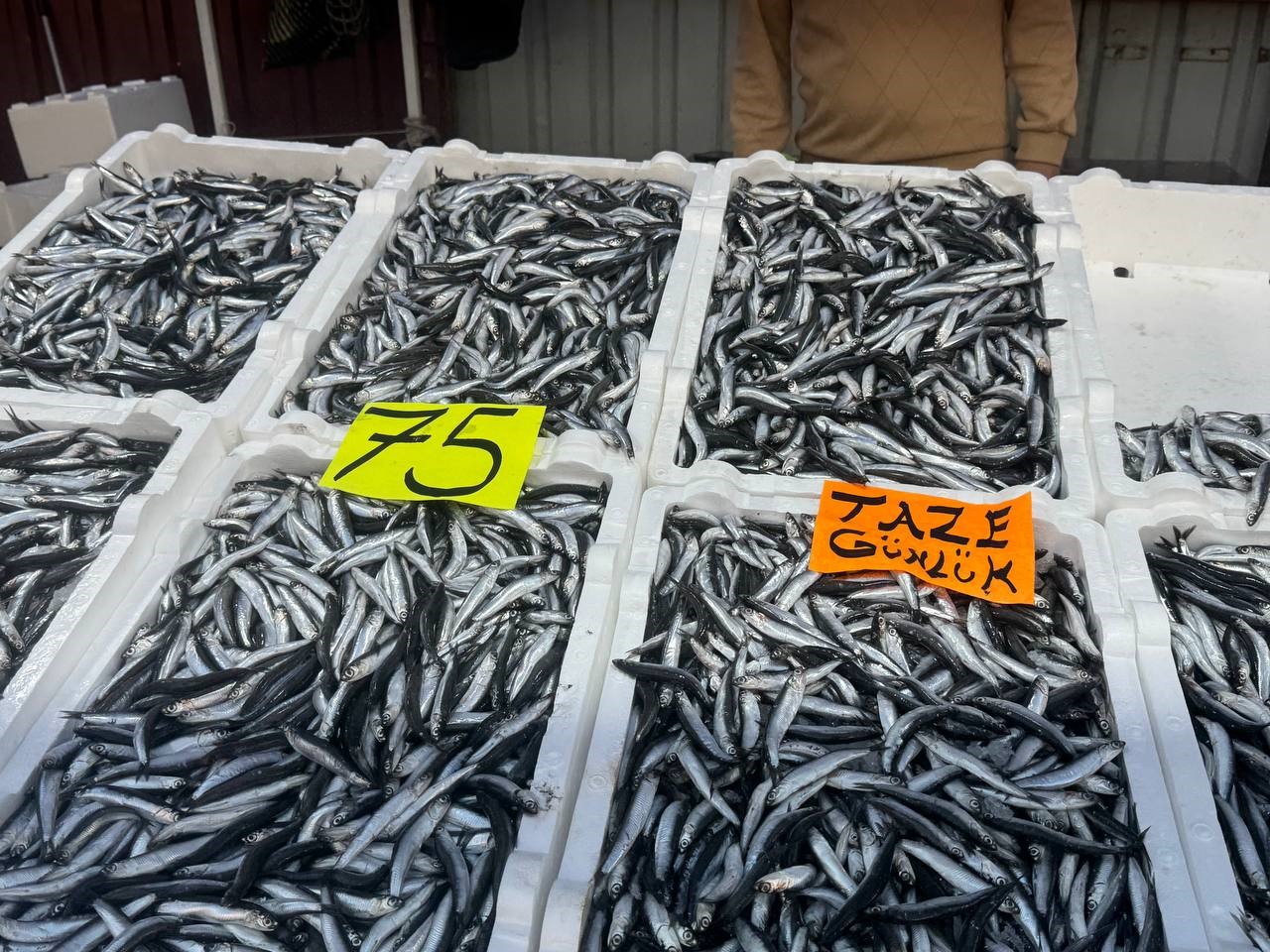 Zonguldak’ta hamsinin fiyatı 75 liraya düştü