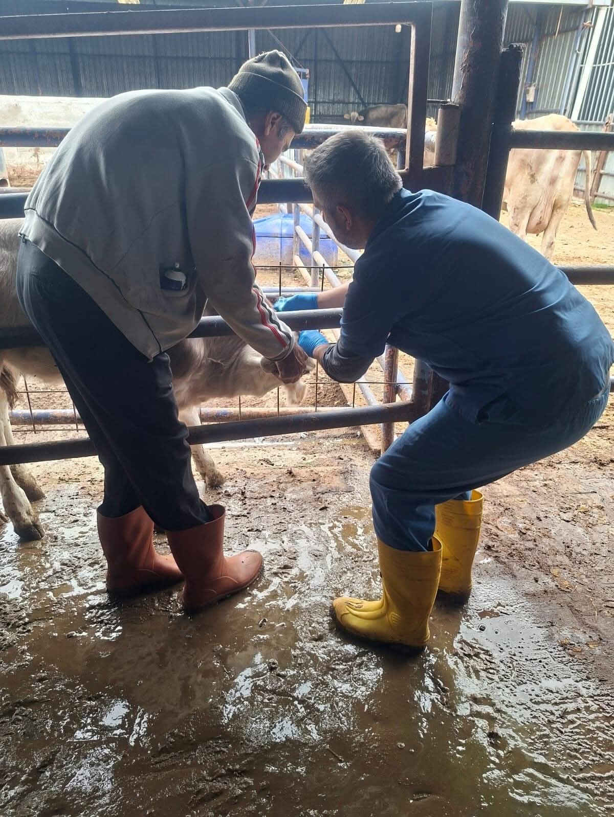 Buzağılara brusella aşısı uygulandı
