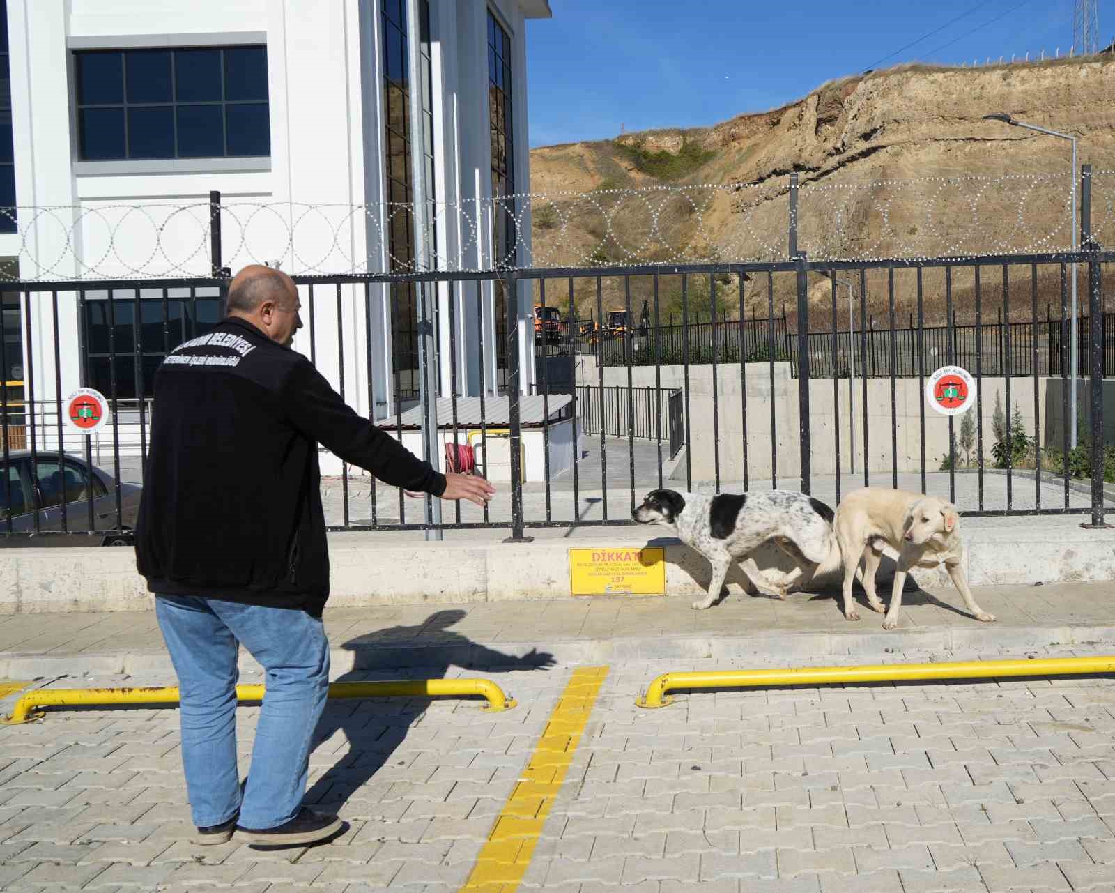 Başıboş sokak köpekleri toplanarak barınağa götürüldü