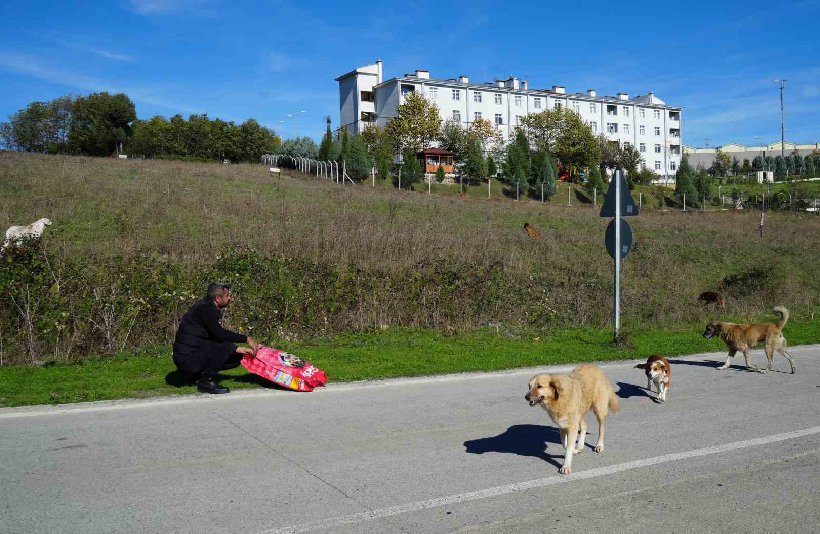 Başıboş sokak k&ouml;pekleri toplanarak barınağa g&ouml;t&uuml;r&uuml;ld&uuml;
