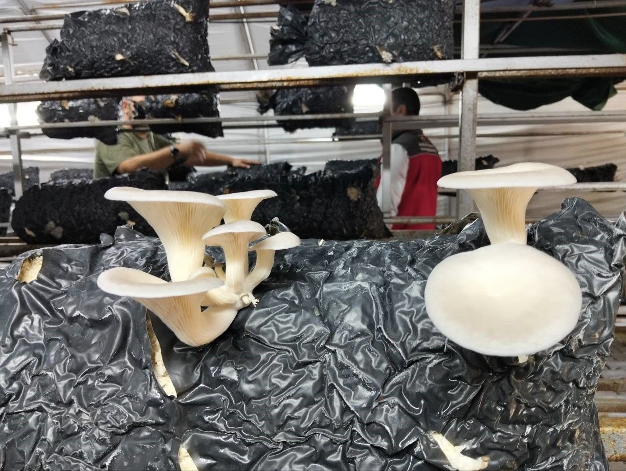 Menteşe&rsquo;de istiridye mantarı &uuml;retimine yerinde denetim
