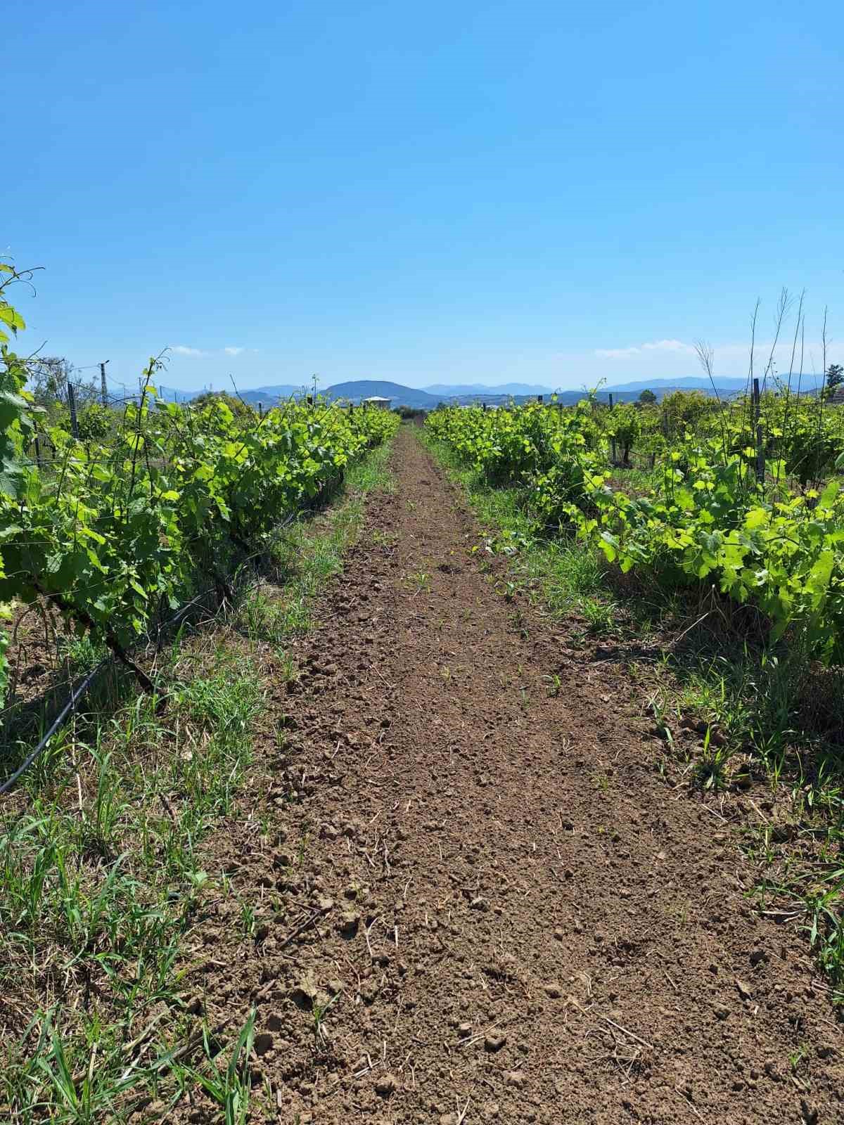 &Uuml;z&uuml;mlerin zirai dona dayanıklılık d&uuml;zeyleri artık belirlenebilecek
