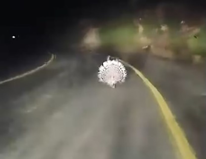 Menteşe&rsquo;de oklu kirpiler kamerada
