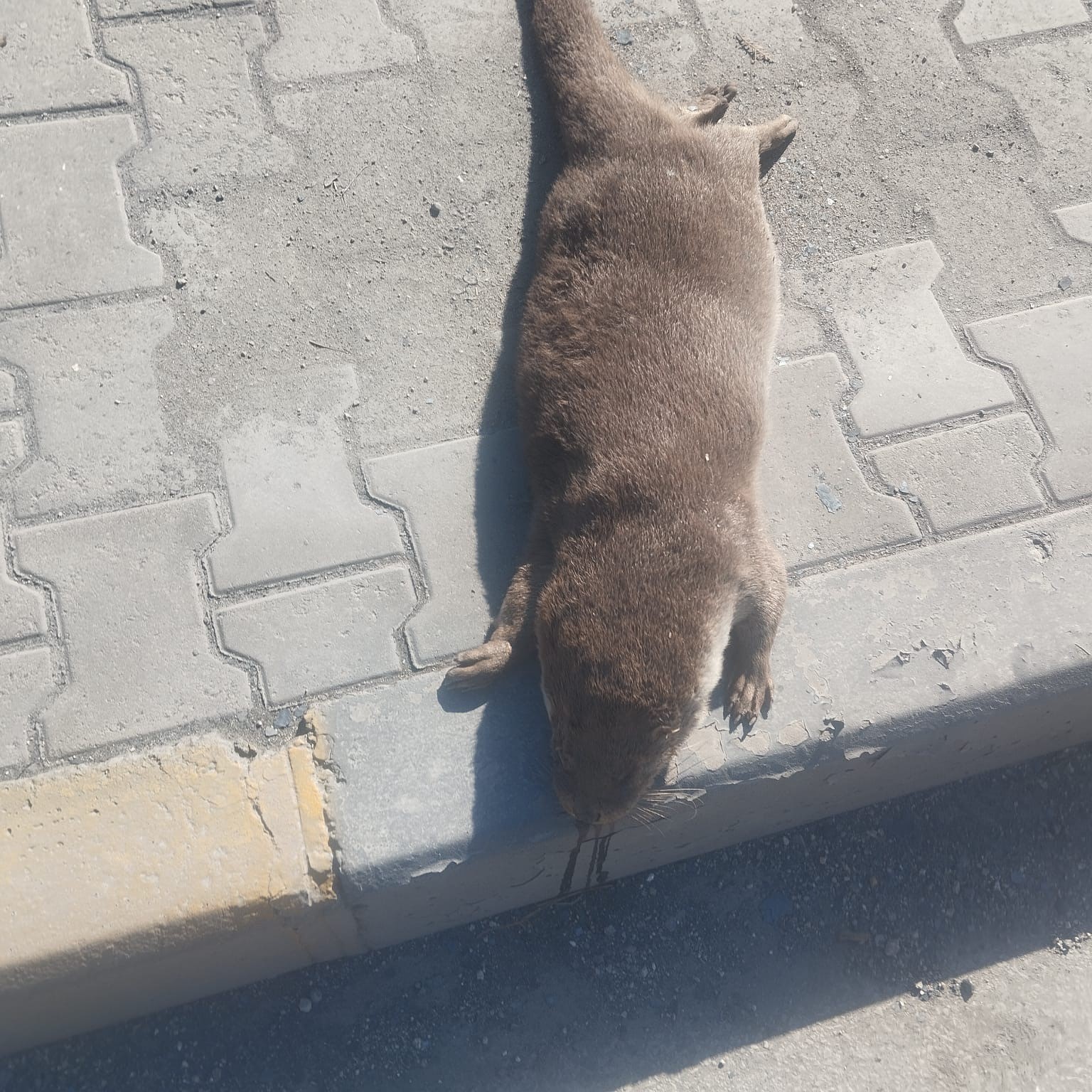 Aracın &ccedil;arptığı su samuru telef oldu
