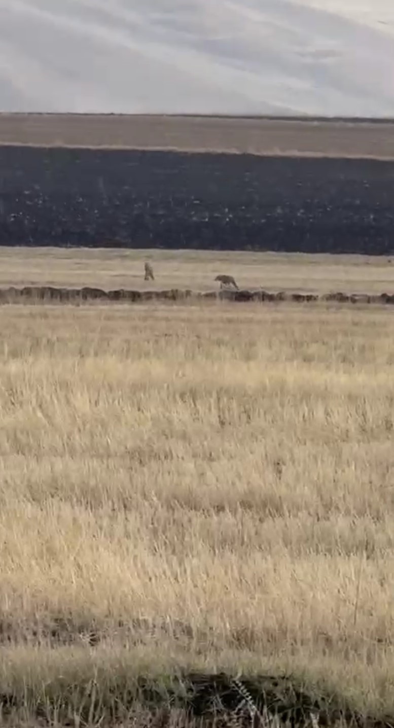 Susuz’da kurt sürüsü görüntülendi