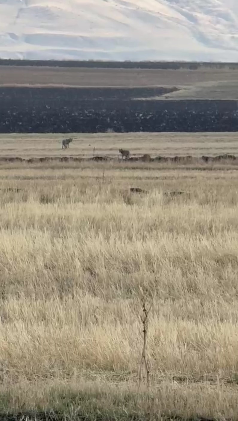 Susuz’da kurt sürüsü görüntülendi