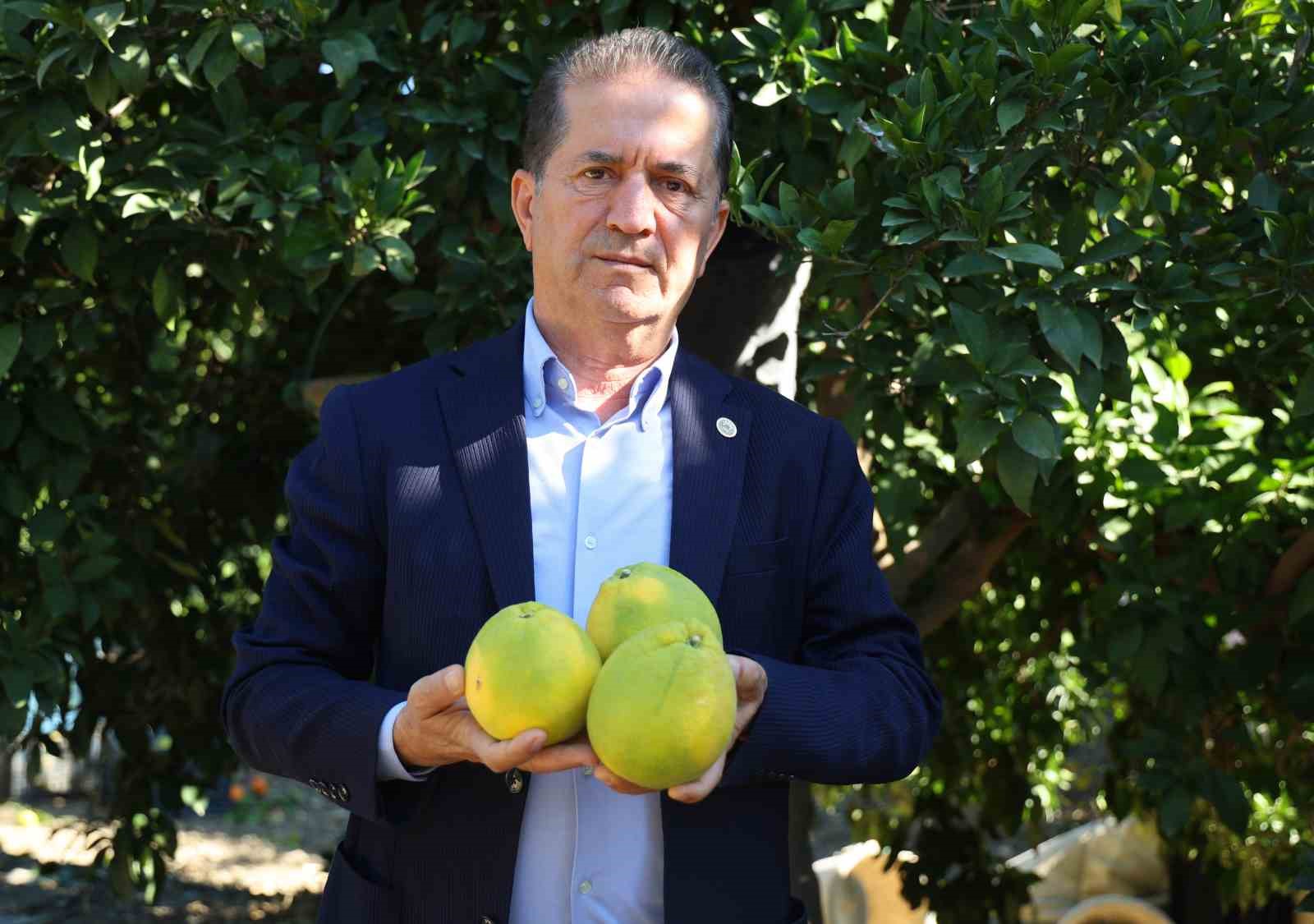 Adana’da portakal hasadı başladı, 360 bin ton rekolte bekleniyor