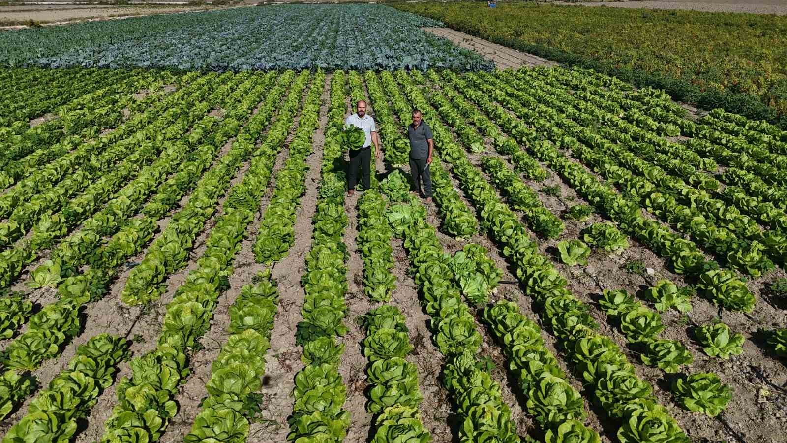 Yağmurların bereketi arttırdığı Amik Ovası’nda hasat edilen marul, 25 TL’den alıcı buluyor