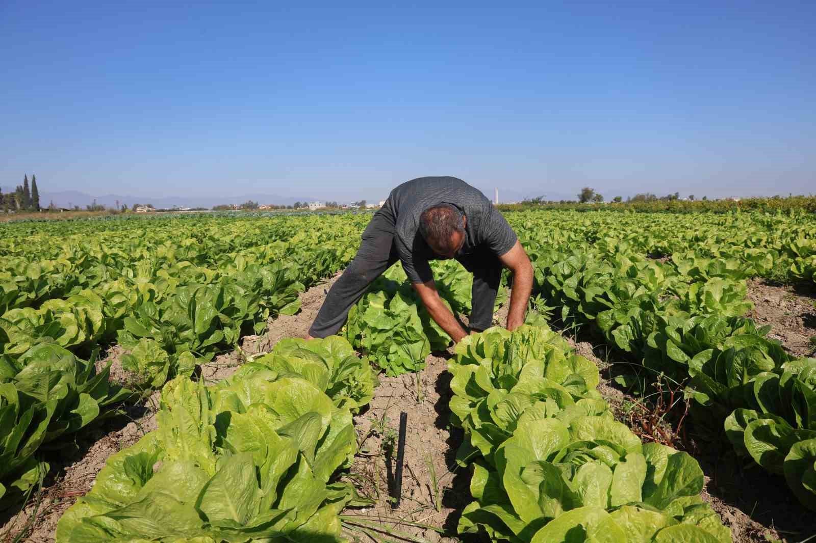 Yağmurların bereketi arttırdığı Amik Ovası&rsquo;nda hasat edilen marul, 25 TL&rsquo;den alıcı buluyor
