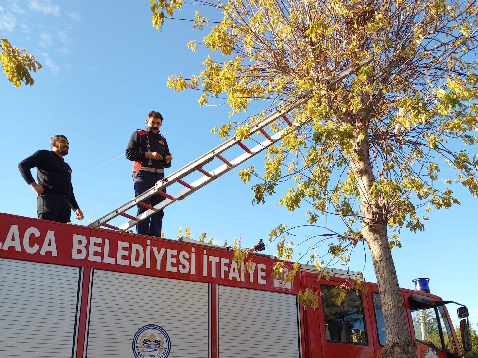 Ağaçta mahsur kalan yavru kedi itfaiye ekiplerince kurtarıldı