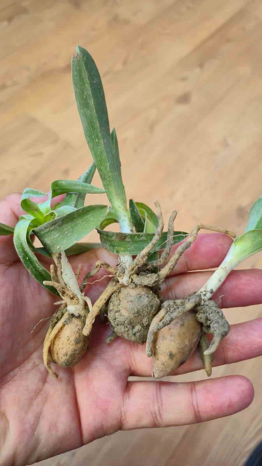 Kadın &uuml;reticilere salep fidesi dağıtıldı
