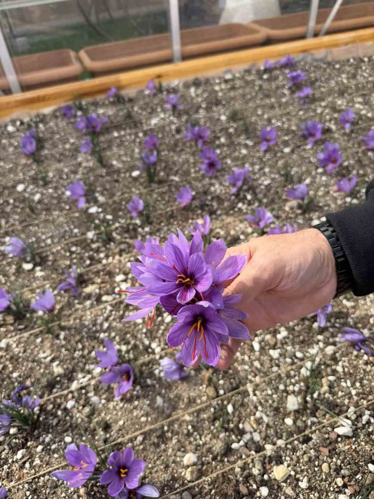 &Uuml;lk&uuml; Ocakları Genel Merkezi&rsquo;nin terasında safran hasadı
