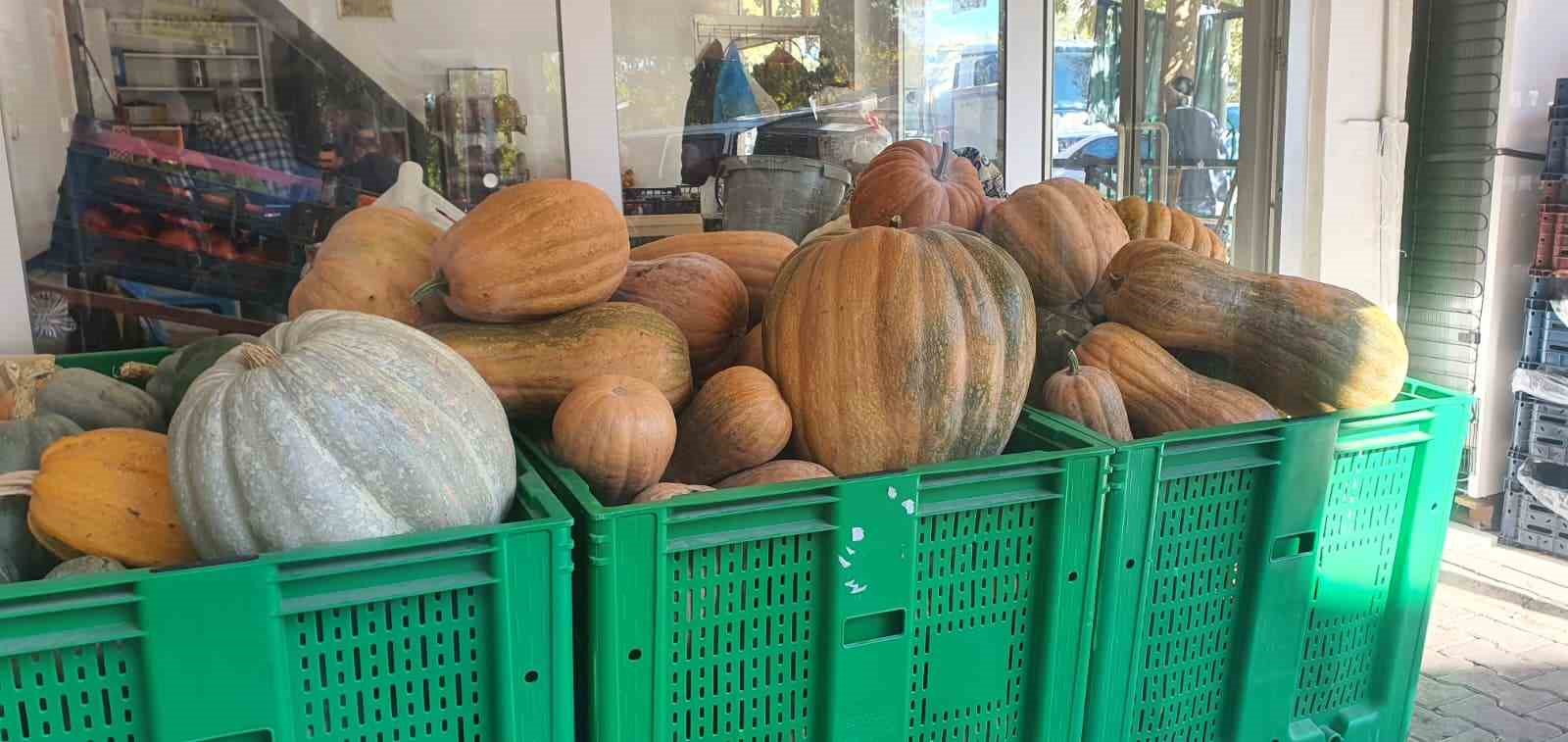 Palu&rsquo;da ata tohumu kabaklar 35 kiloya ulaştı
