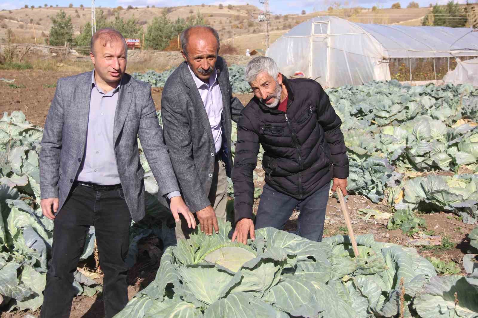 Deden toruna kalan ata tohumundan üretilen lahanaların hasadı başladı