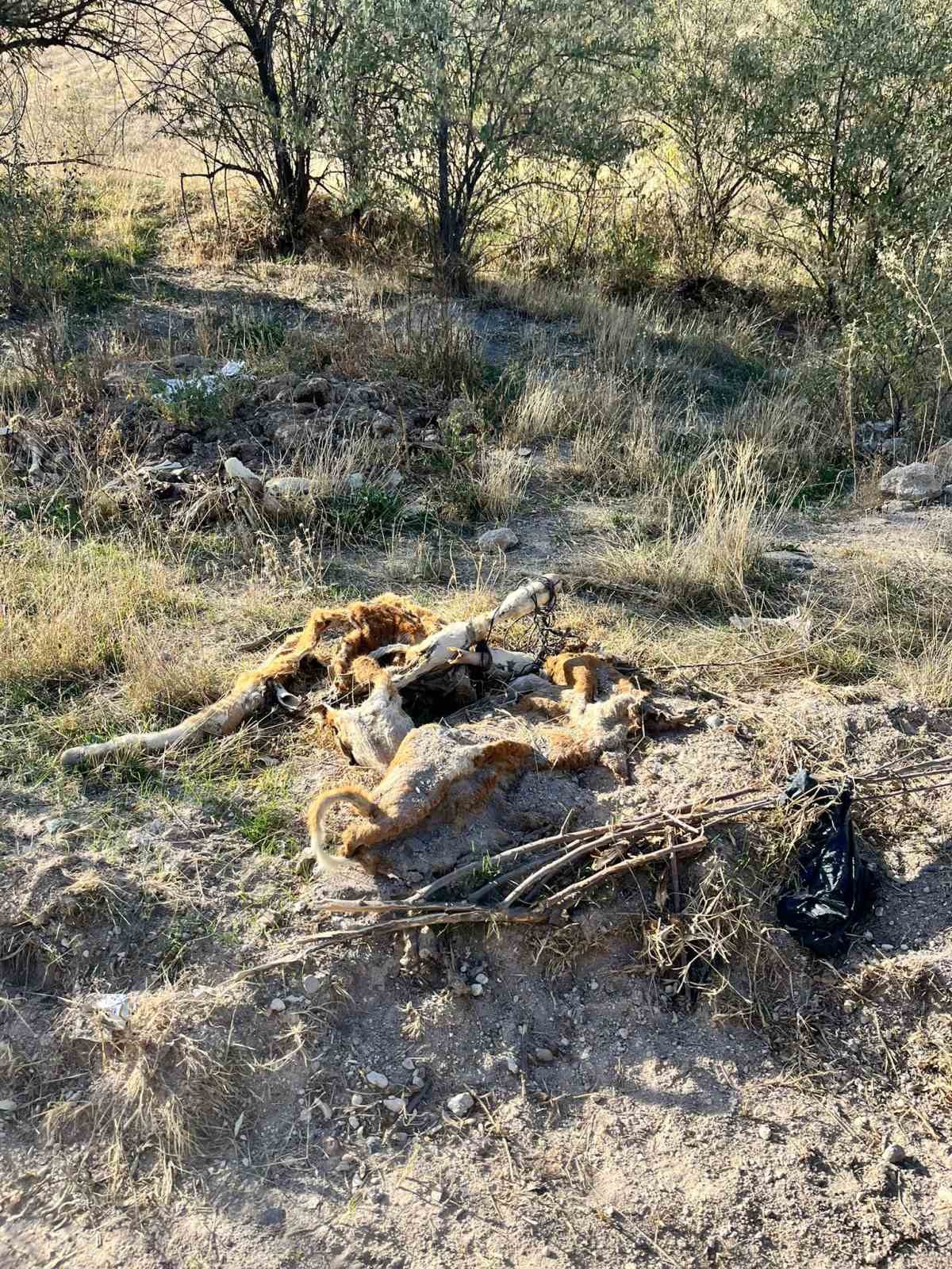 Nevşehir’de boş araziye atılmış 8 buzağı kadavrası bulundu