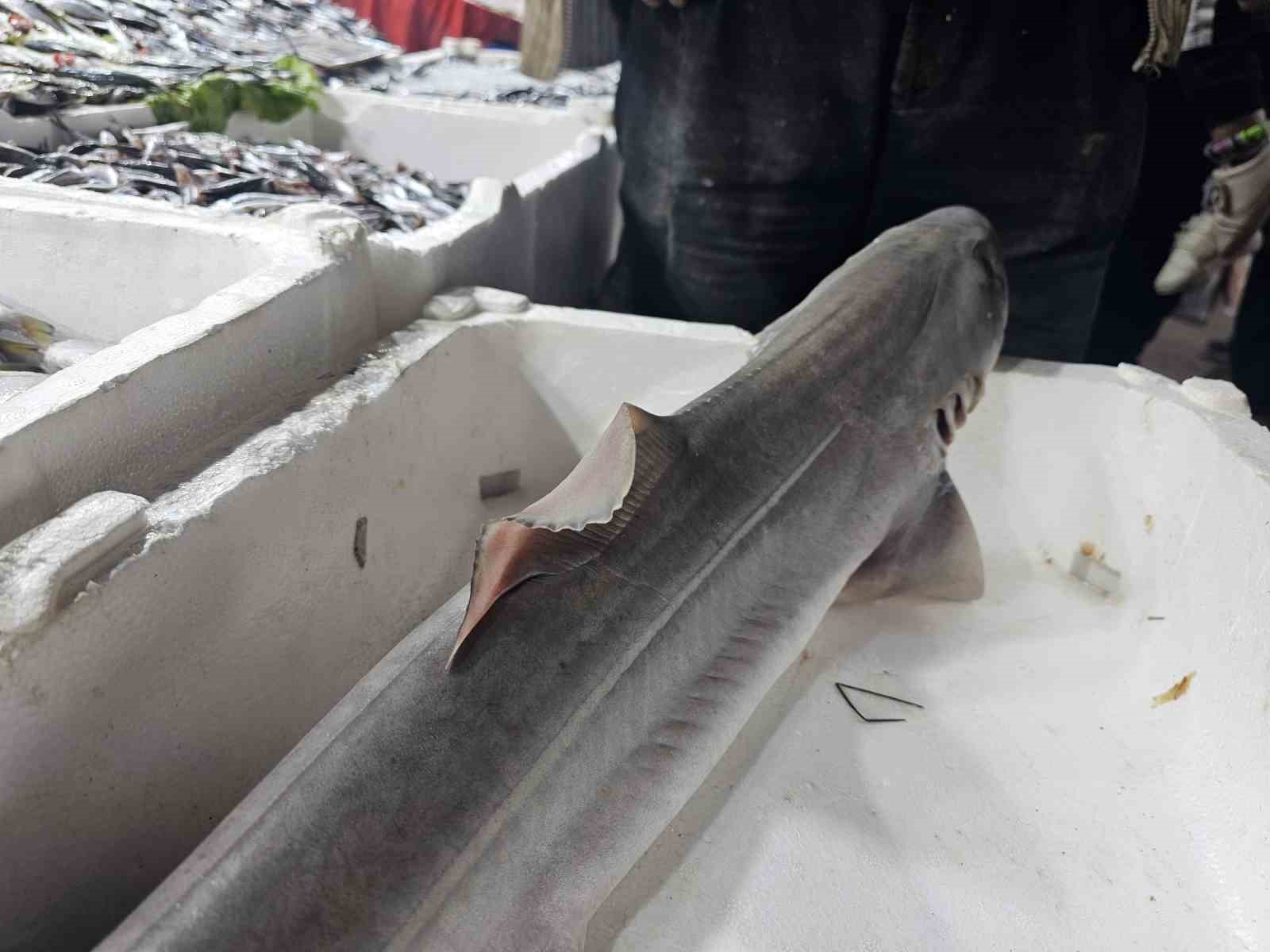 Elazığ&rsquo;da satışa &ccedil;ıkarılan k&ouml;pek balığı ilgi odağı oldu
