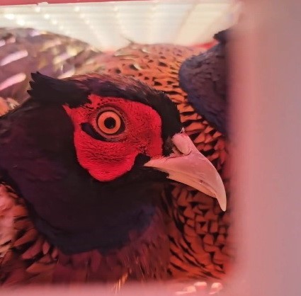 Ordu’da doğaya 200 sülün salındı