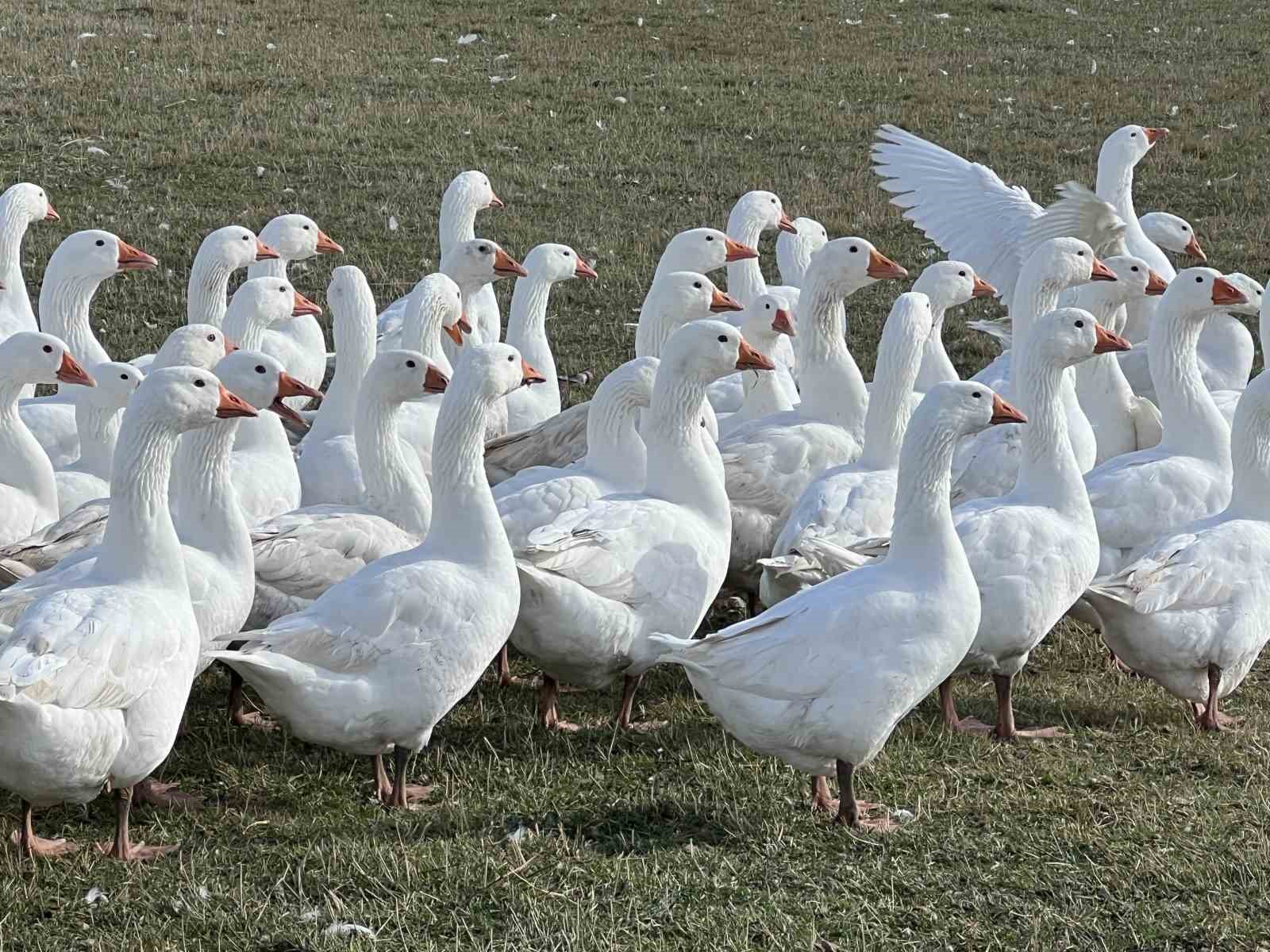 Kars’ta sofralarının vazgeçilmezi: ’Kar yiyen kazlar’ kesime hazır