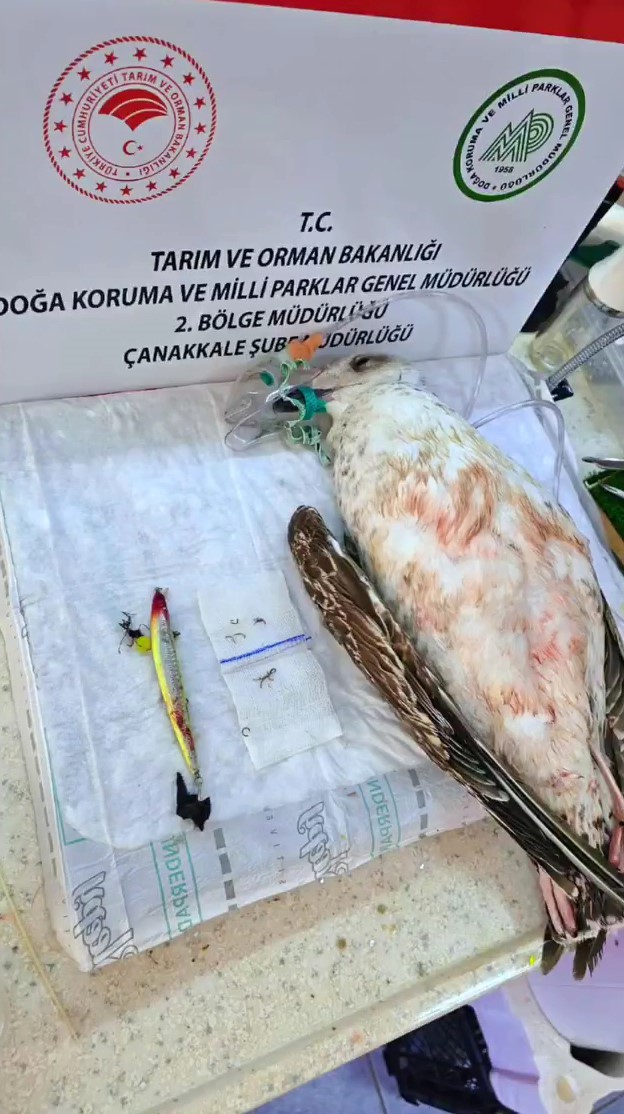 Ayağına dolanan sahte oltayla yaralanan martı tedavisinin ardından doğal ortamında
