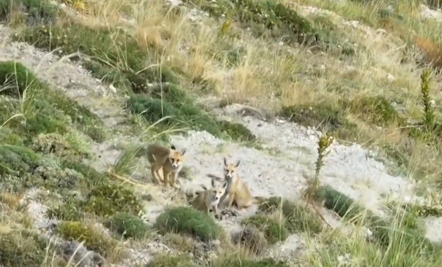 Doğanın sevimli y&uuml;z&uuml;: Tilki ailesi havadan g&ouml;r&uuml;nt&uuml;lendi
