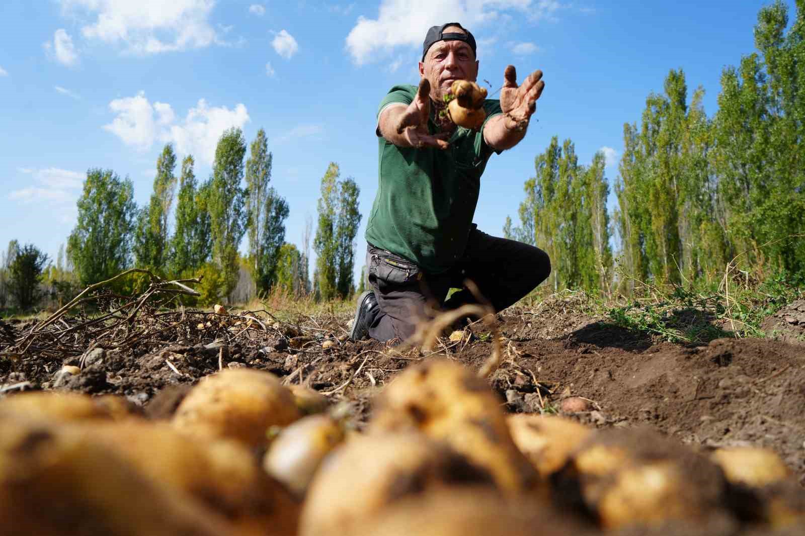 Bayburt&rsquo;ta patates hasadı y&uuml;z g&uuml;ld&uuml;rd&uuml;
