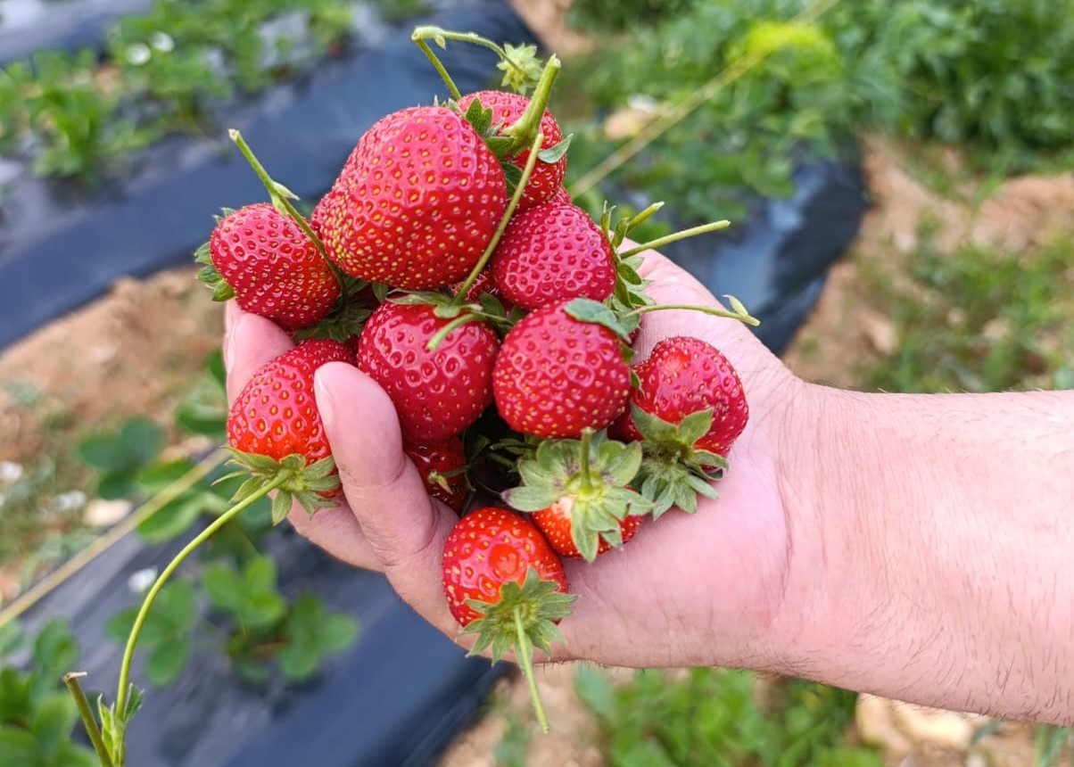 Köprübaşı’nda kasım ayında çilek bereketi
