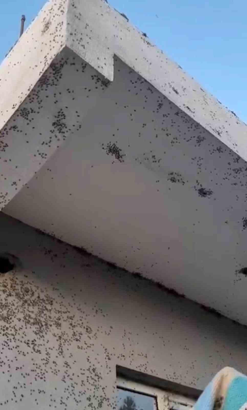 Siirt’te bir evin dış cephesini sinekler istila etti