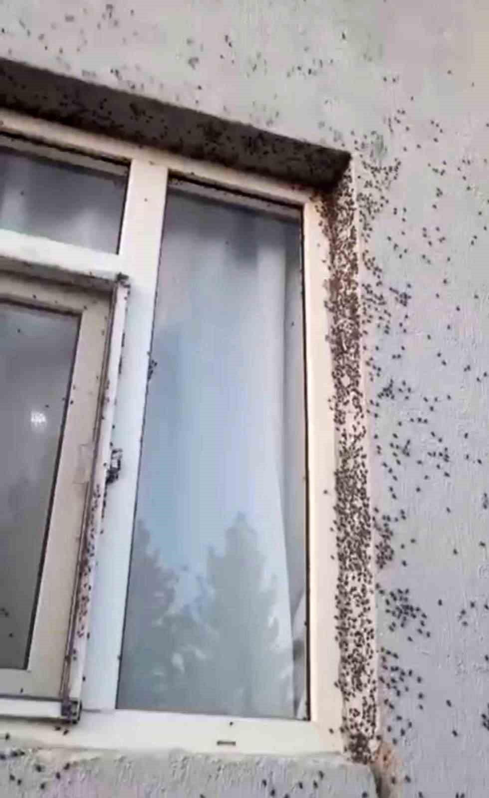 Siirt’te bir evin dış cephesini sinekler istila etti