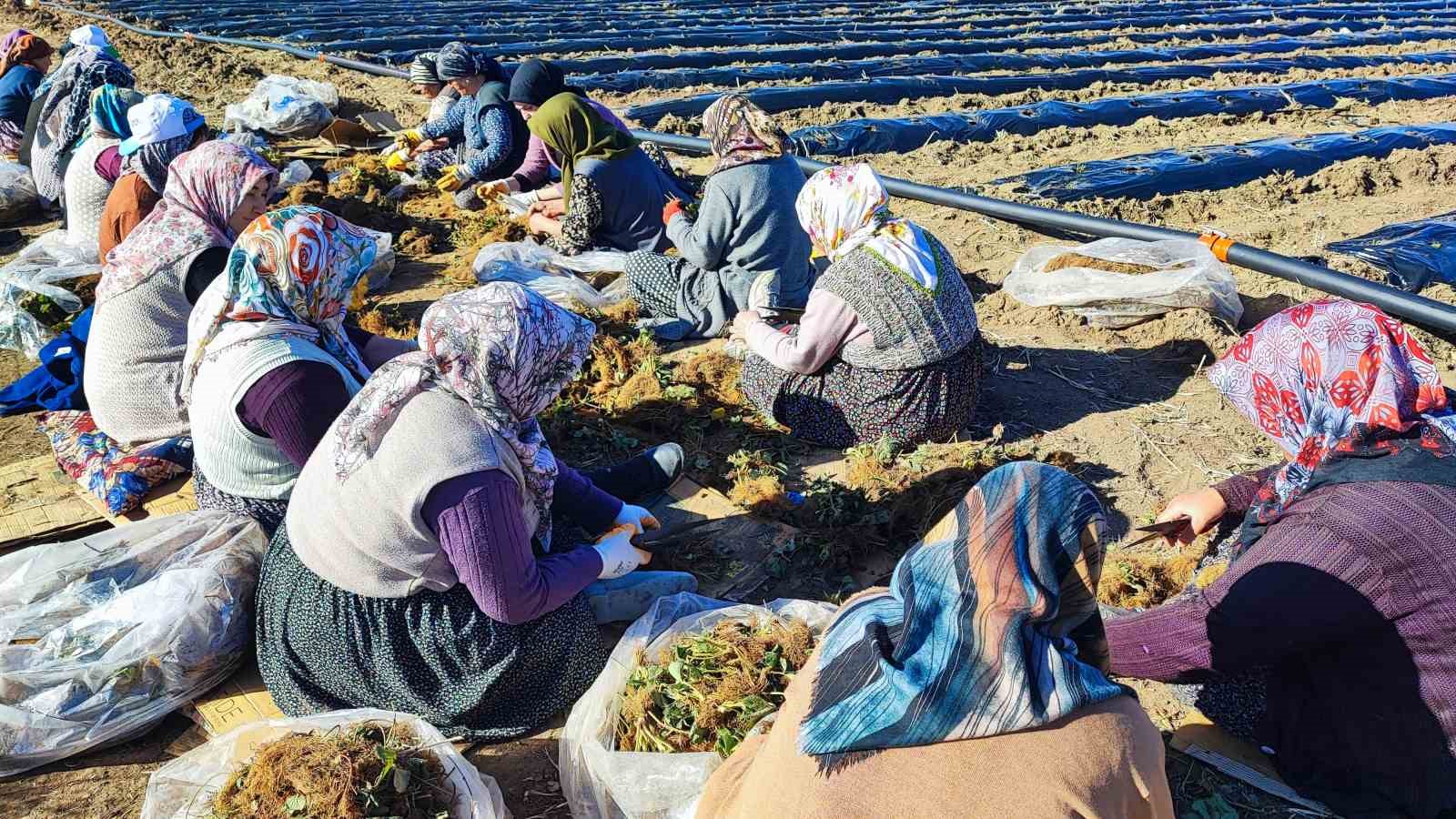 400 dönümlük çilek projesi bölge ekonomisine can verecek