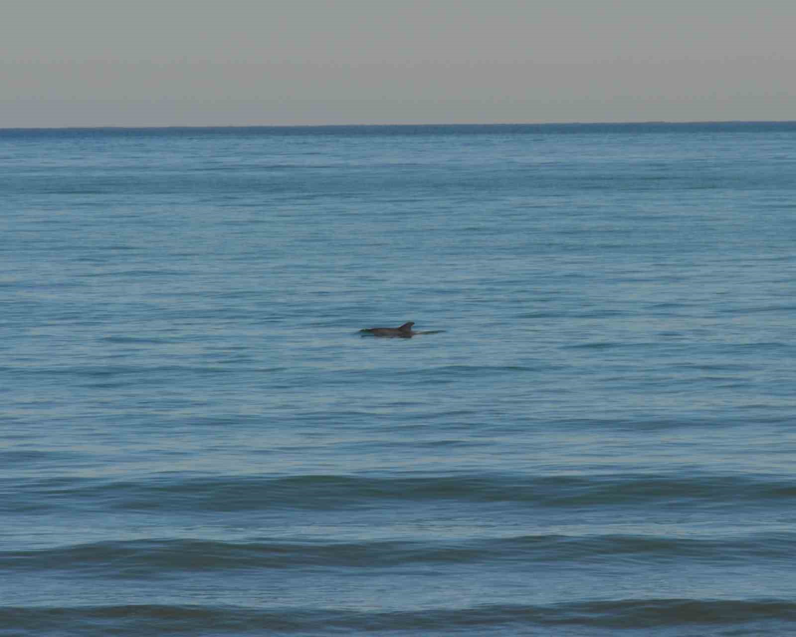Ordu&rsquo;da Yunus ş&ouml;leni: Balık avı kameralara yansıdı
