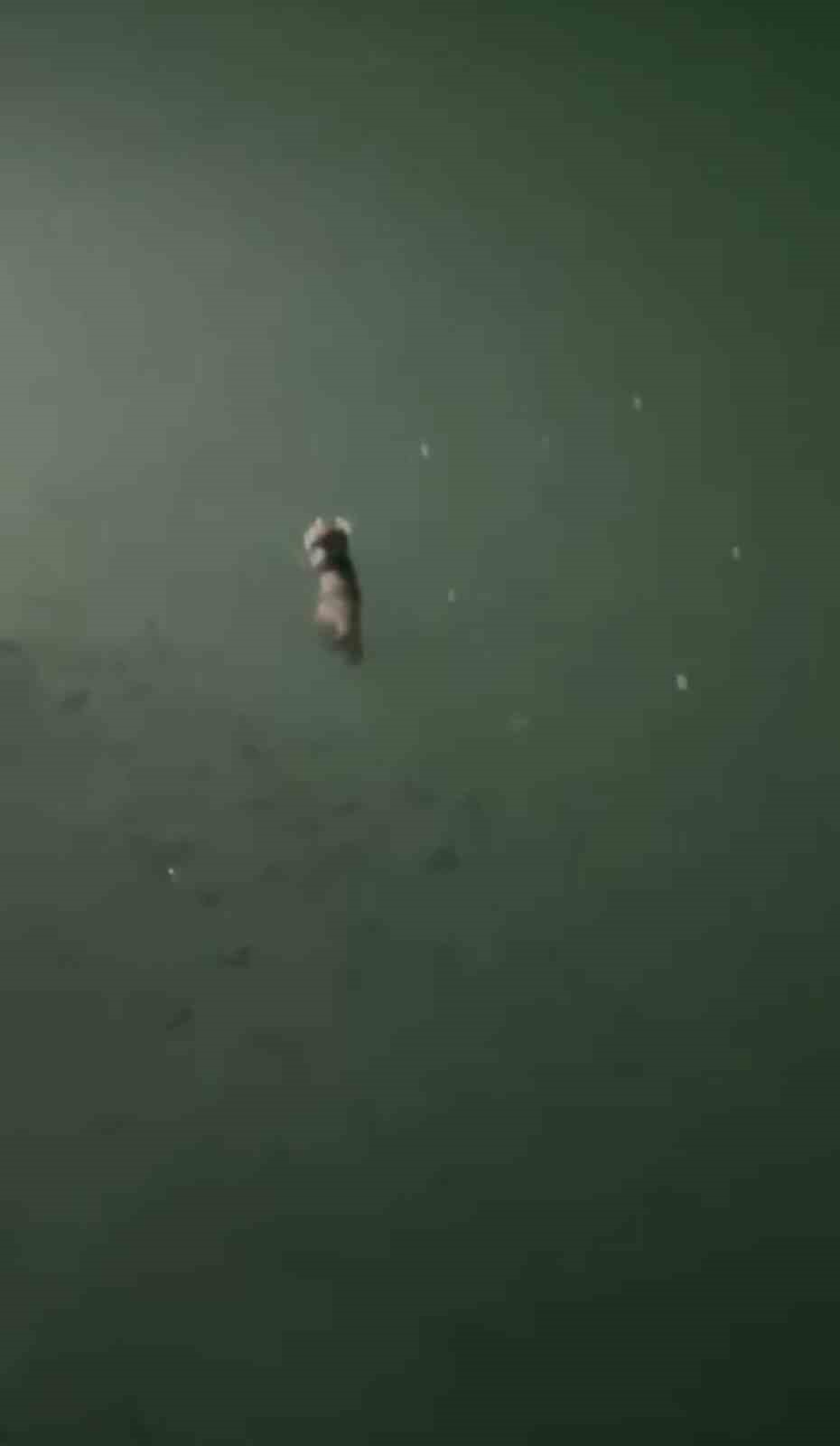 Tunceli’de su samuru görüntülendi